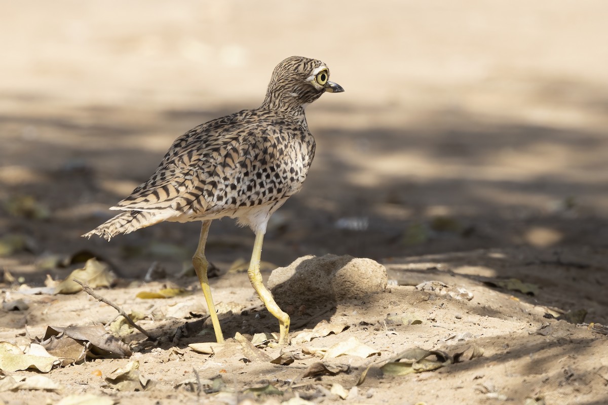 Spotted Thick-knee - ML616624944