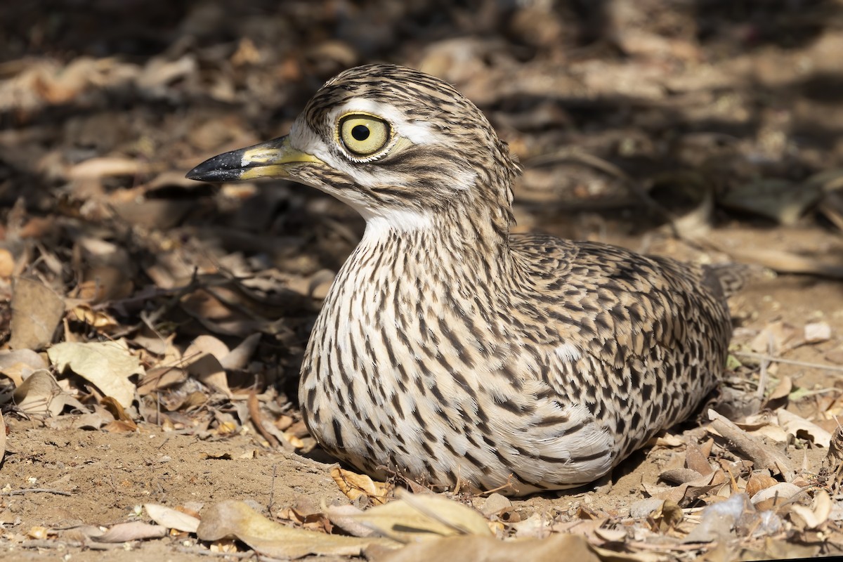 Spotted Thick-knee - ML616624945
