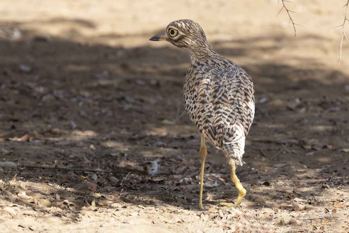 Spotted Thick-knee - ML616624946