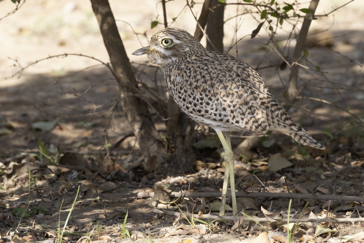 Spotted Thick-knee - ML616624947