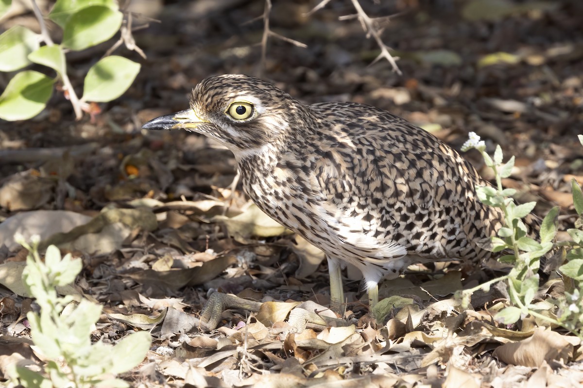 Spotted Thick-knee - ML616624948