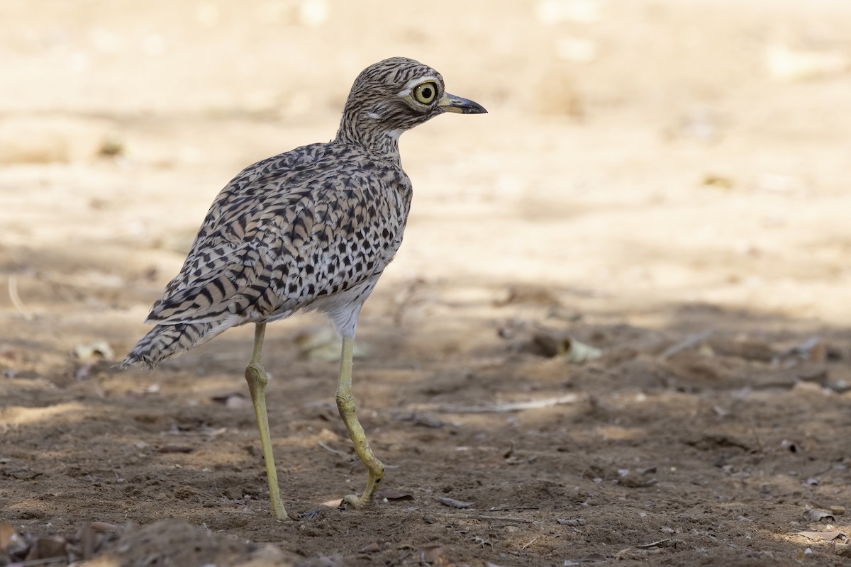 Spotted Thick-knee - ML616624949