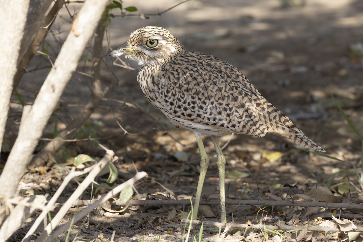 Spotted Thick-knee - ML616624950