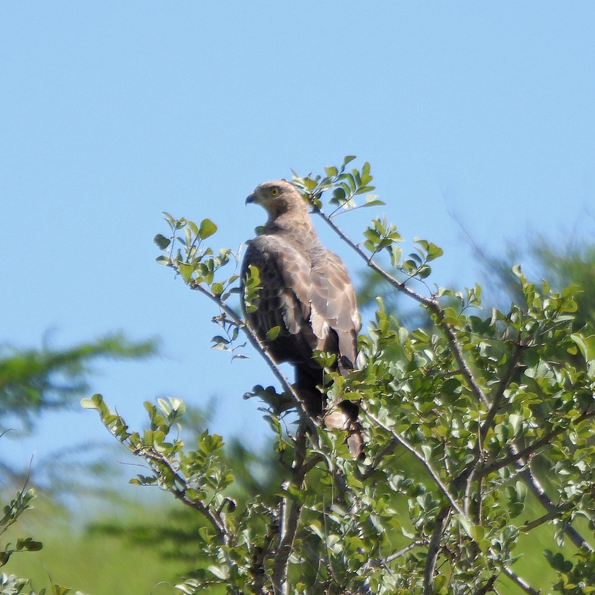 African Cuckoo-Hawk - ML616624966
