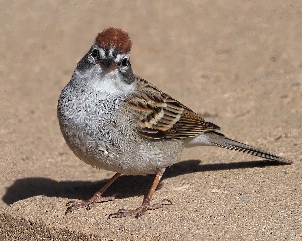 Chipping Sparrow - ML616625008
