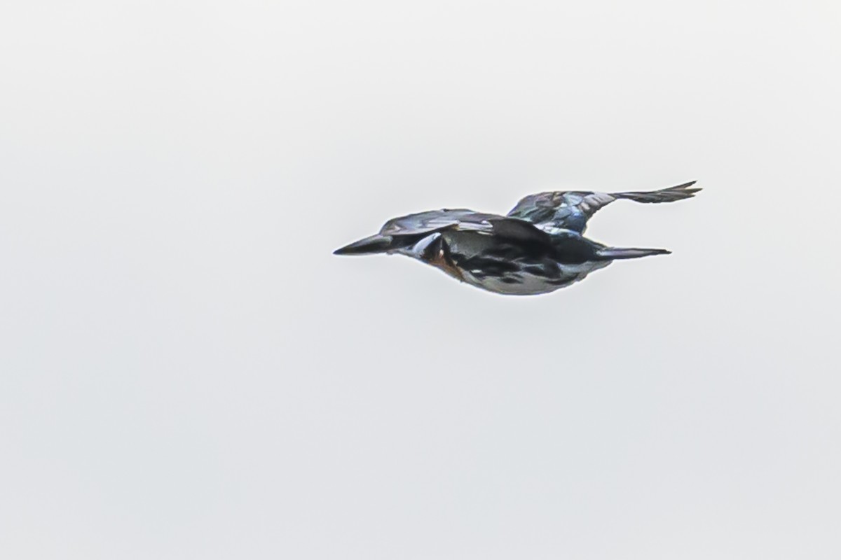 Amazon Kingfisher - ML616625158