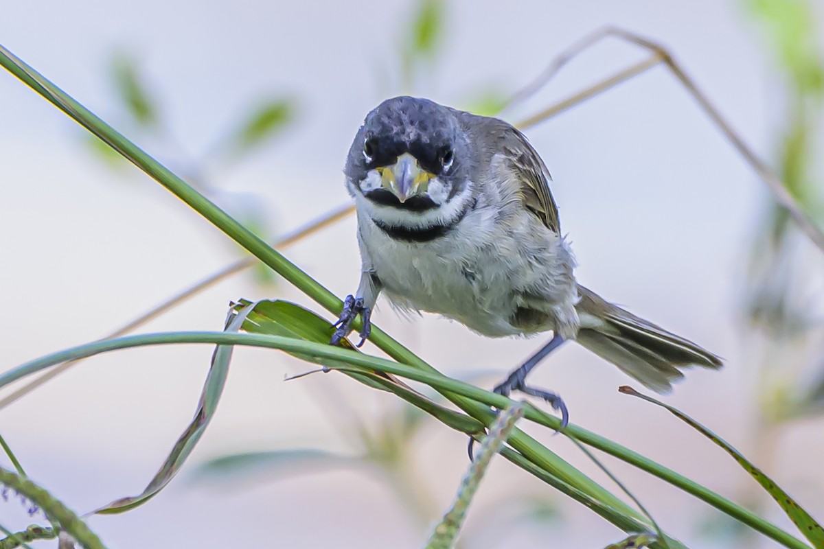 Double-collared Seedeater - ML616625175