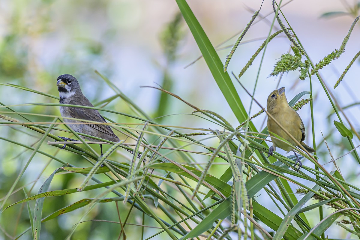 Double-collared Seedeater - ML616625176