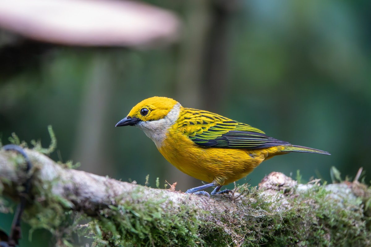 Silver-throated Tanager - ML616625241