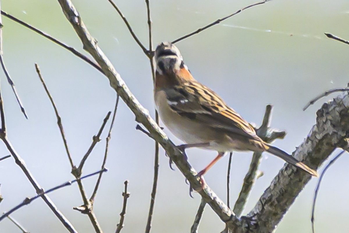 Rufous-collared Sparrow - ML616625243