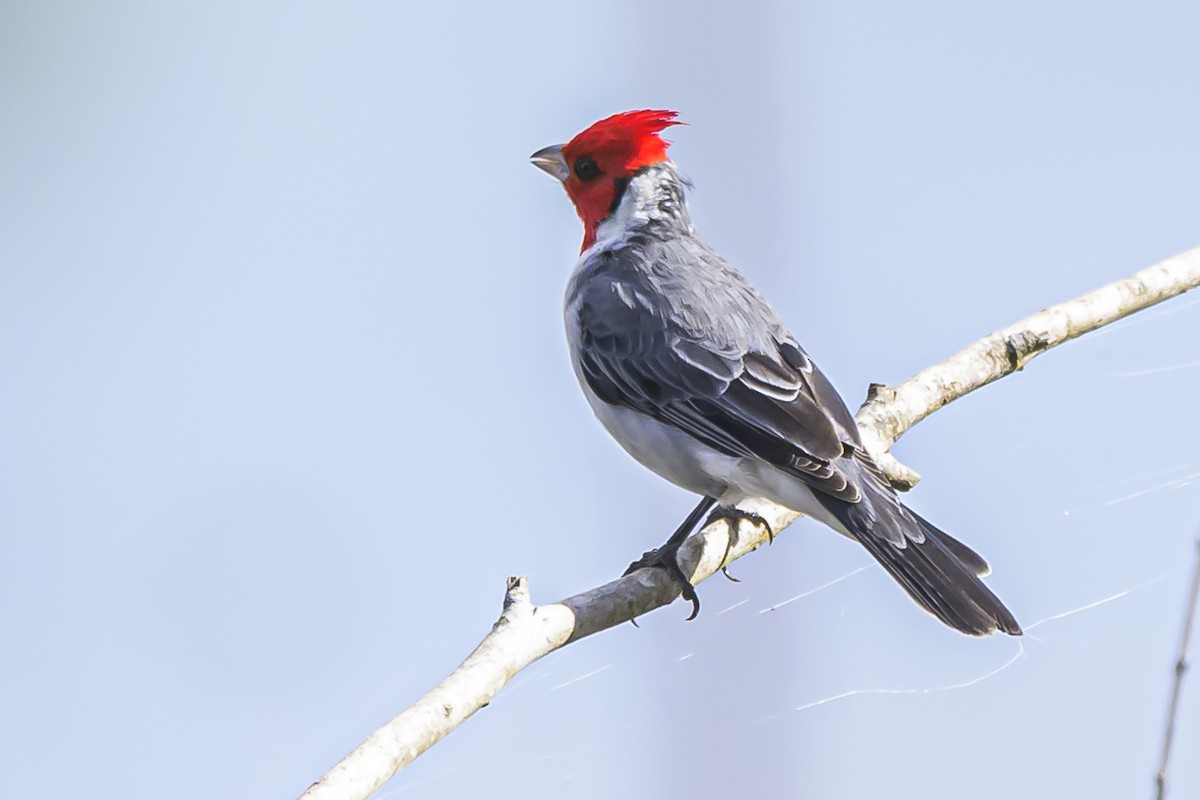 Red-crested Cardinal - ML616625245