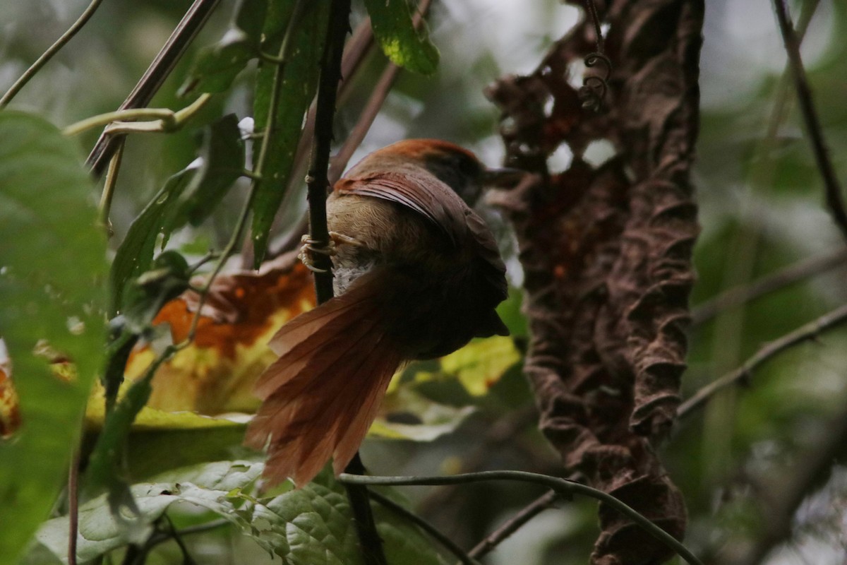 Rufous-capped Spinetail - ML616625248