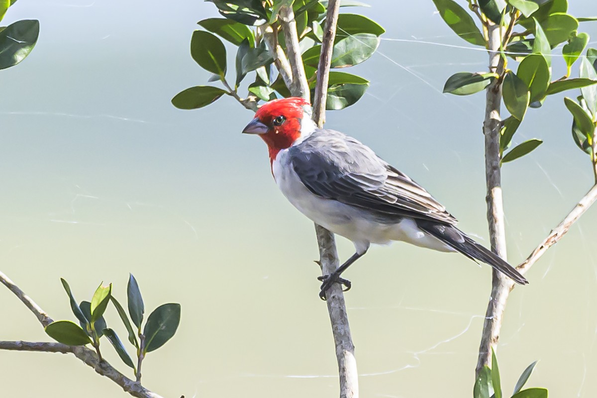 Red-crested Cardinal - ML616625249