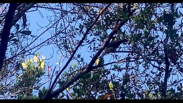 Mangrove Cuckoo - ML616625262