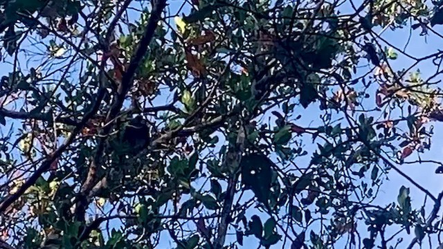 Mangrove Cuckoo - ML616625263