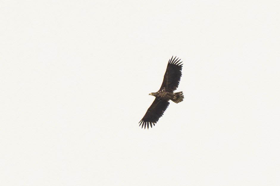 White-tailed Eagle - ML616625267
