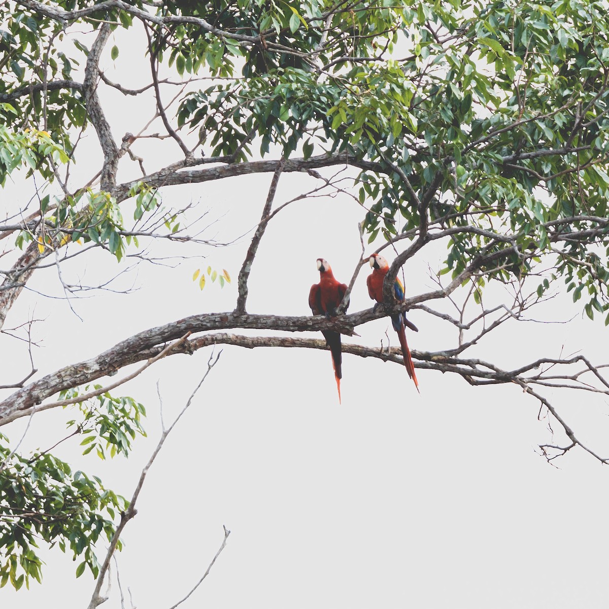 Scarlet Macaw - ML616625271