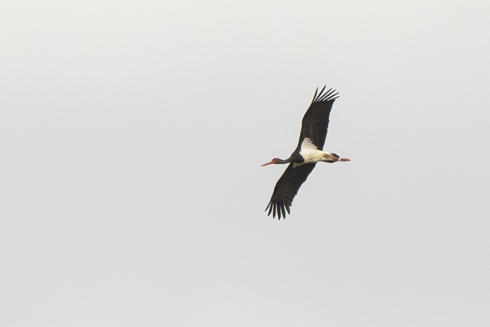 Black Stork - ML616625272