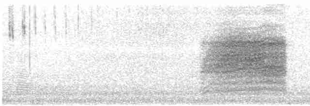 svartkronesjagra (senegalus gr.) - ML616625284