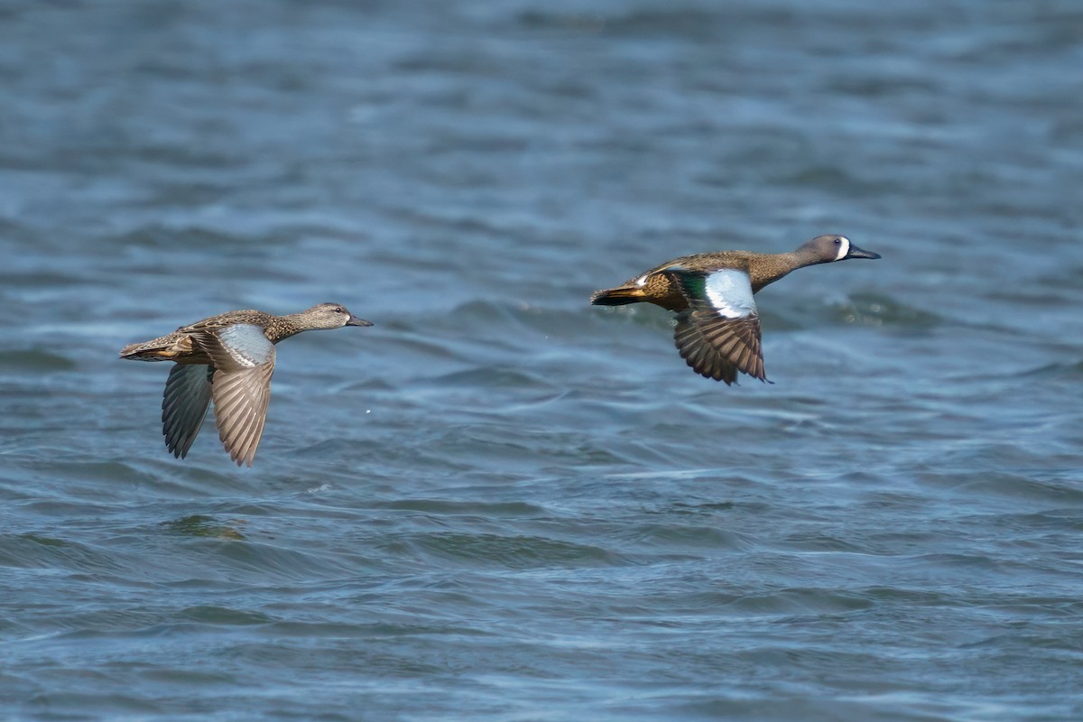 Blue-winged Teal - ML616625290