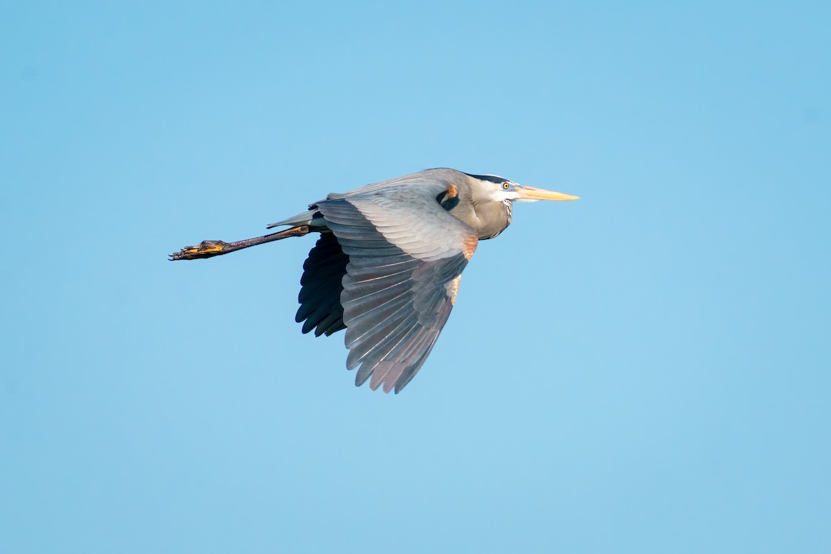 Great Blue Heron - Rick Wilhoit
