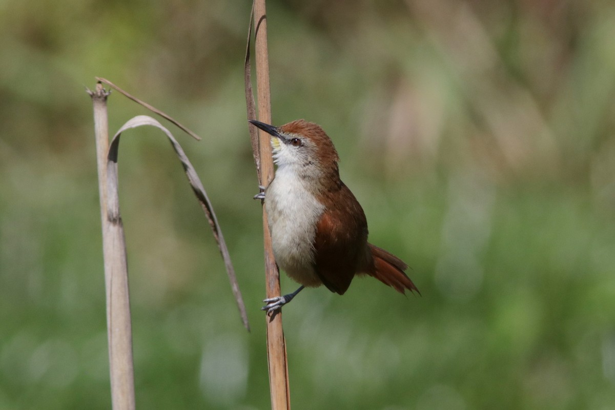 Yellow-chinned Spinetail - ML616625416