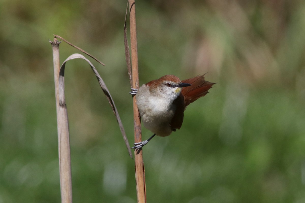 Yellow-chinned Spinetail - ML616625417