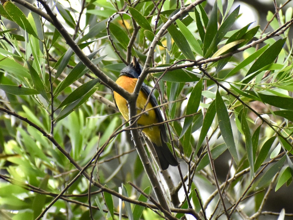 Blue-and-yellow Tanager - Monica Decarlini