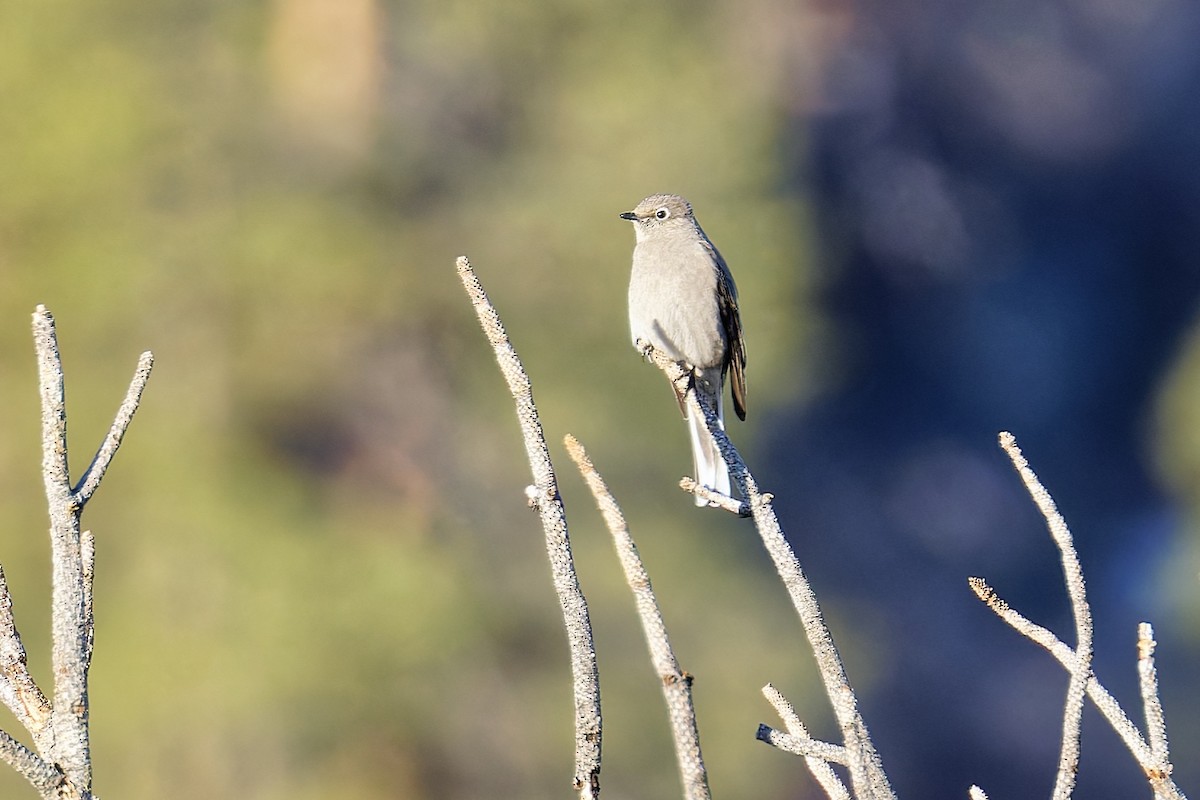 Townsend's Solitaire - ML616625434