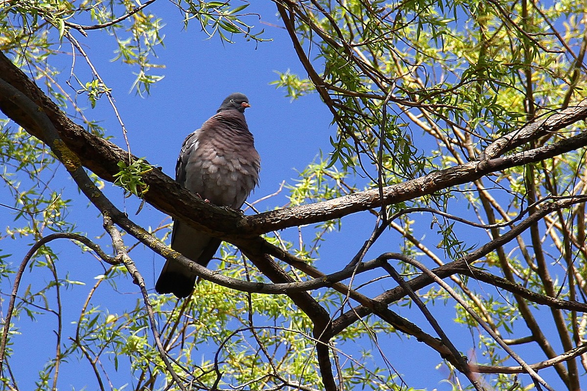 Common Wood-Pigeon - ML616625615