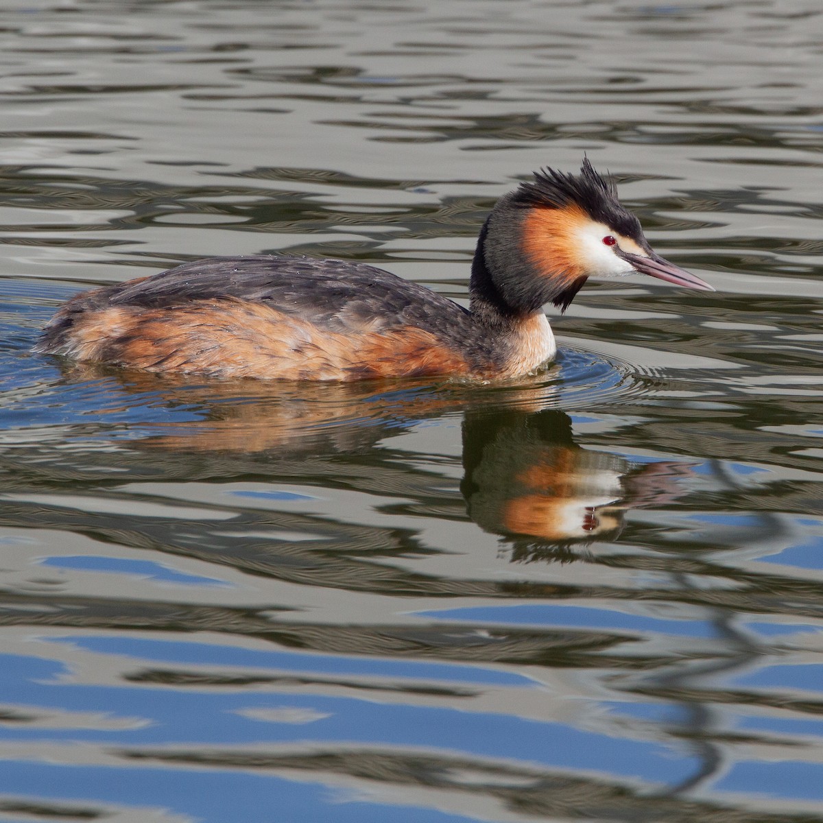 Great Crested Grebe - ML616625641