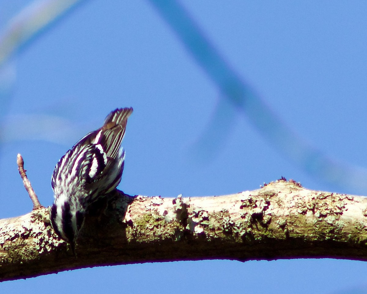 Black-and-white Warbler - ML616625645
