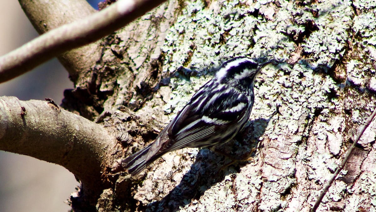 Black-and-white Warbler - ML616625646