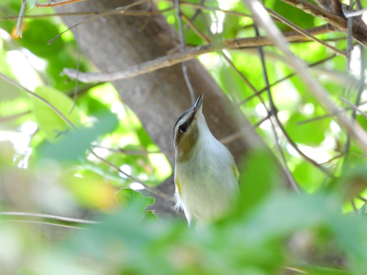 Red-eyed Vireo - Amy Grimm