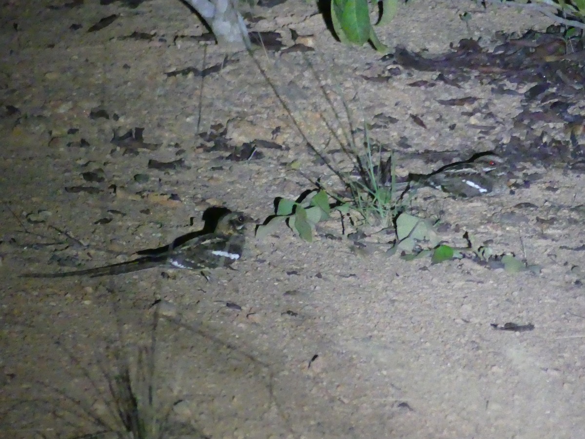 Long-tailed Nightjar - Peter Dunwiddie