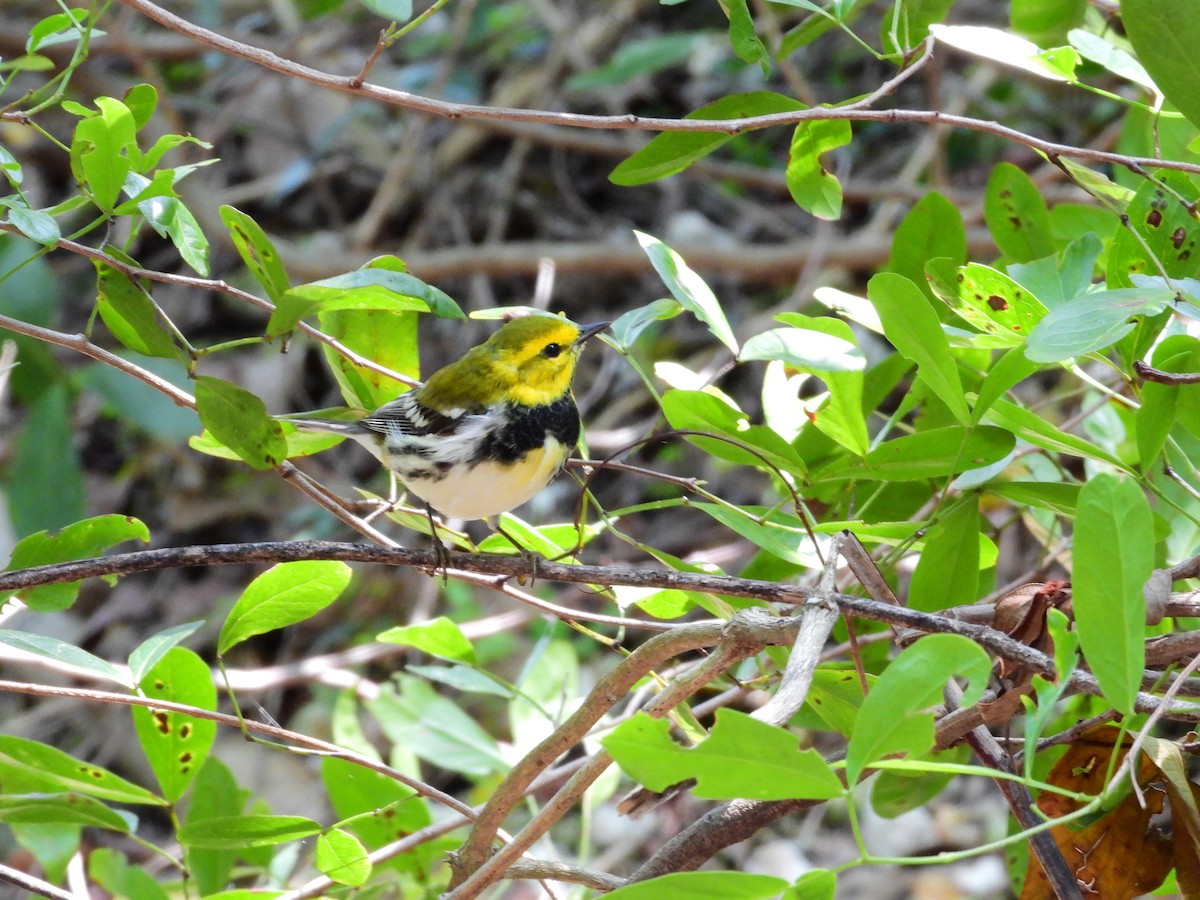 Black-throated Green Warbler - Amy Grimm