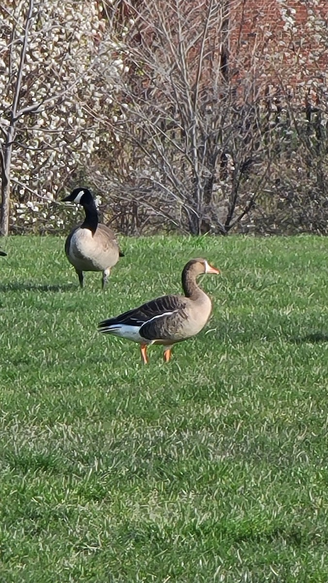 Greater White-fronted Goose - Dylan Tucker