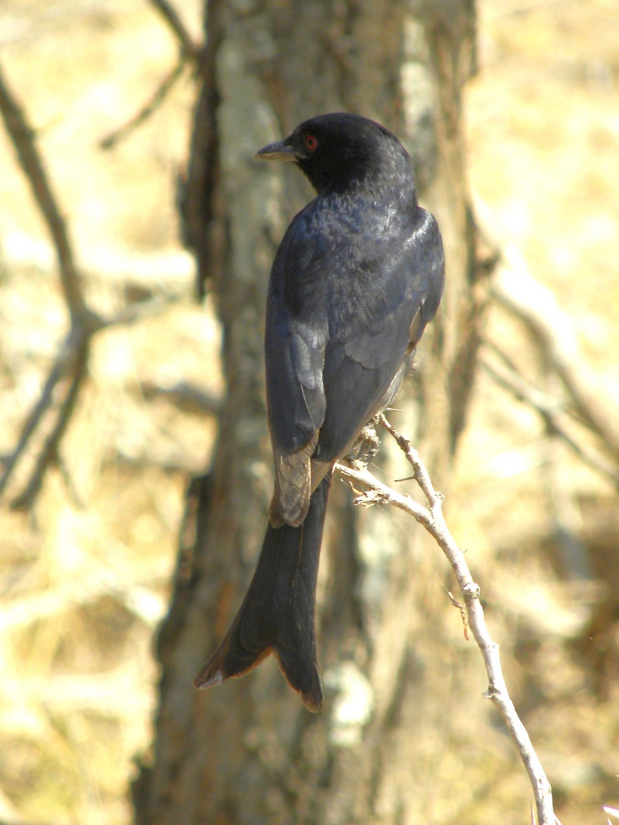 Fork-tailed Drongo - ML616625797