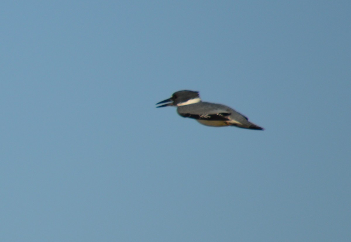Belted Kingfisher - ML616625825