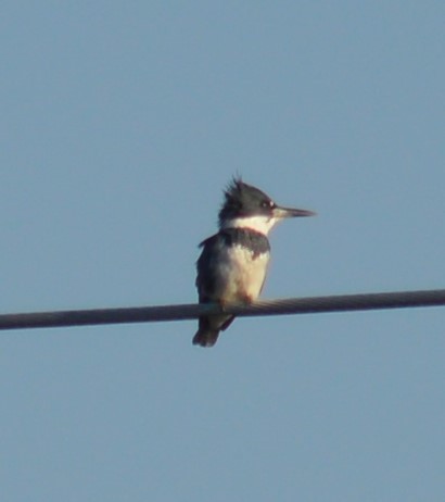 Belted Kingfisher - ML616625841