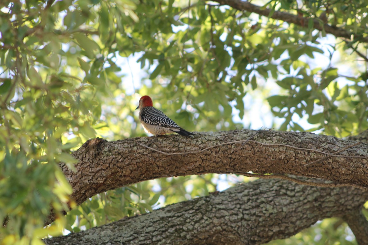 Red-bellied Woodpecker - ML616625950