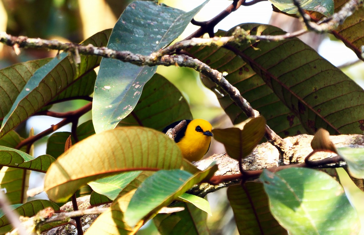 Black-and-yellow Tanager - ML616625990