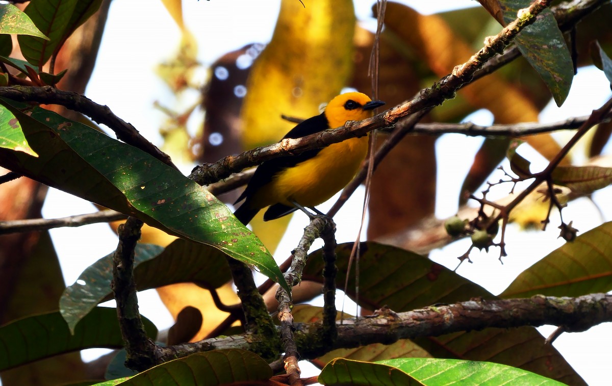 Black-and-yellow Tanager - ML616625992