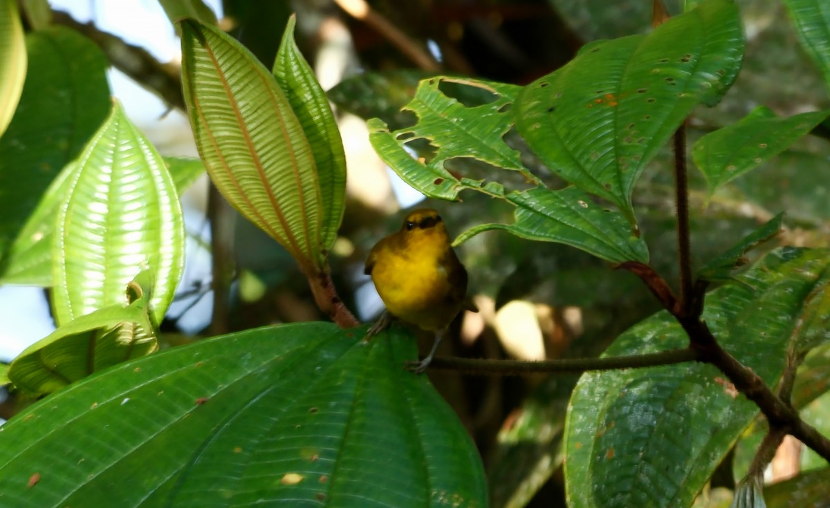 Black-and-yellow Tanager - ML616625993