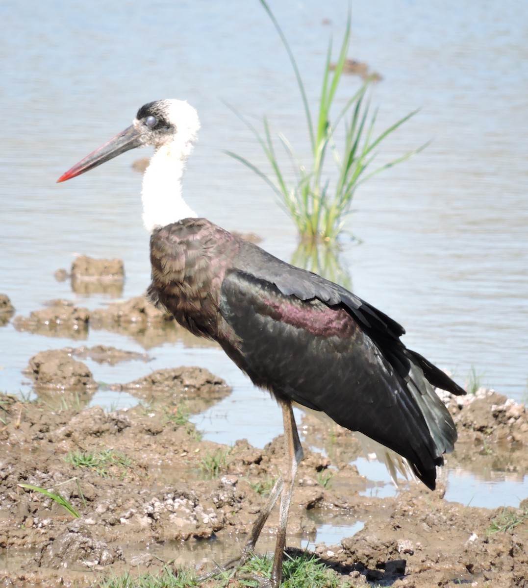 African Woolly-necked Stork - ML616626009