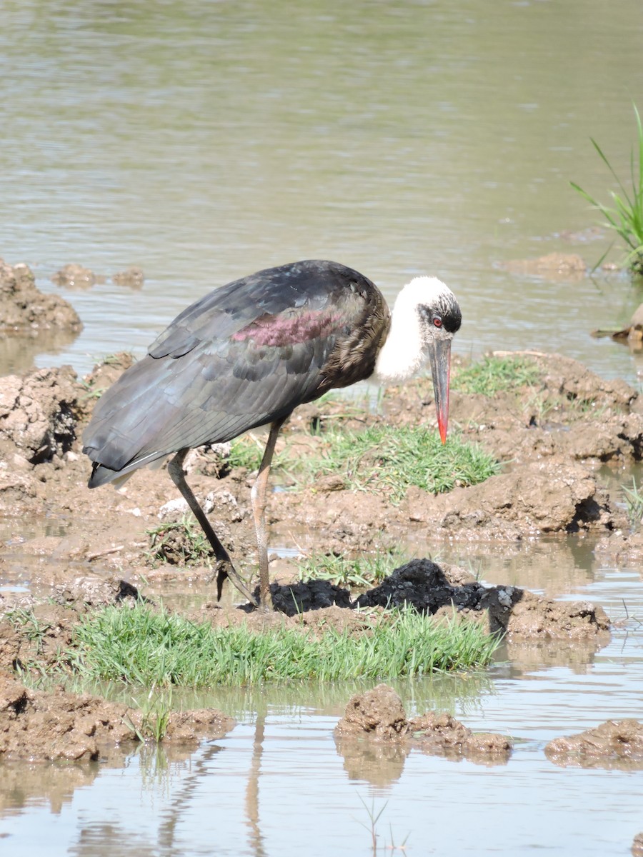 African Woolly-necked Stork - ML616626022