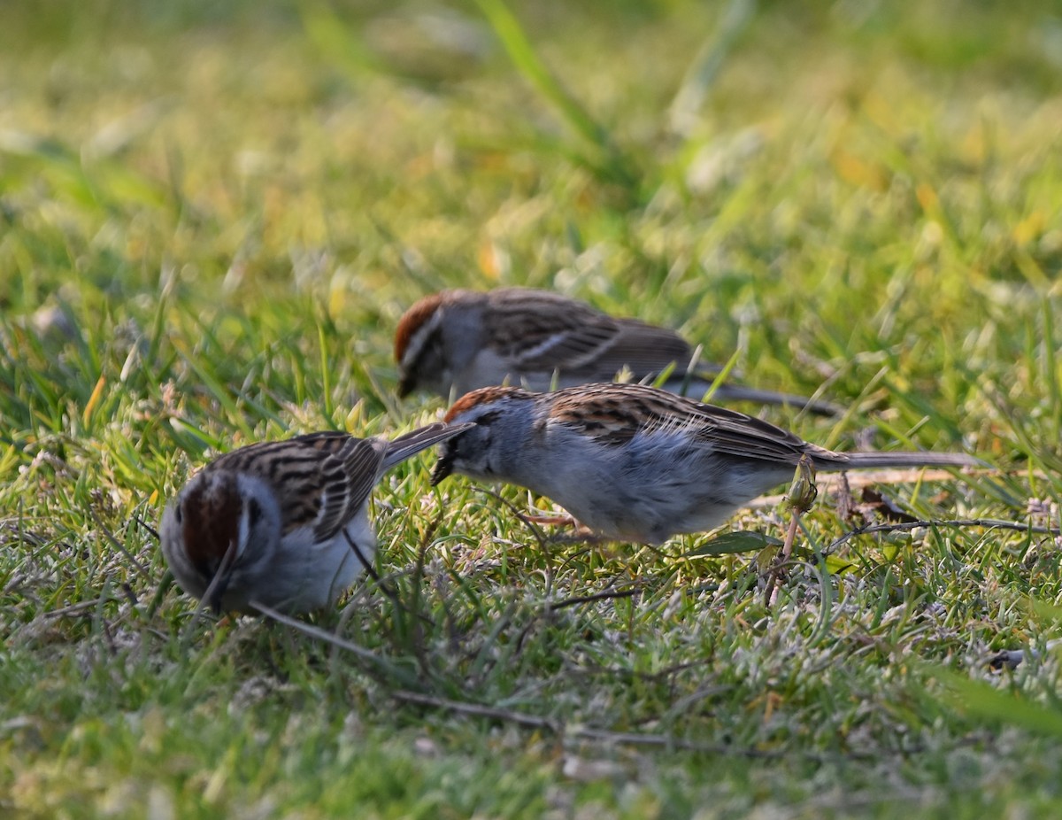 Chipping Sparrow - Madeline Taylor