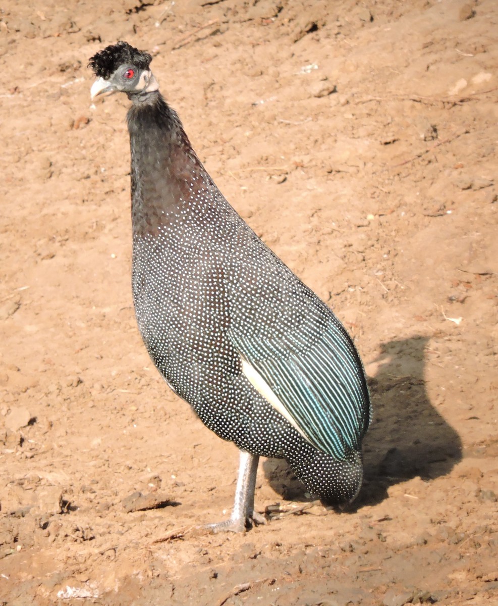 Southern Crested Guineafowl - ML616626121