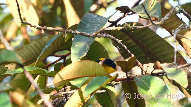 Black-and-yellow Tanager - ML616626284