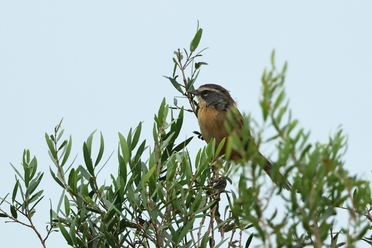Long-tailed Reed Finch - ML616626328